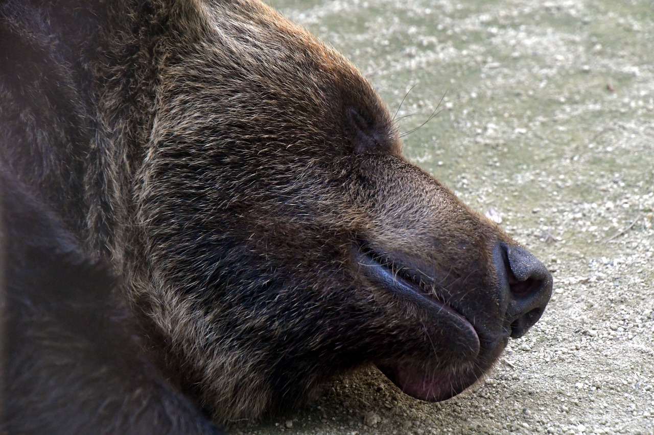 Bear Big Face Sleep Brown Bear  - chacha8080 / Pixabay