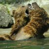 Bear Brown Bear Ursus Arctos Water  - hslergr1 / Pixabay