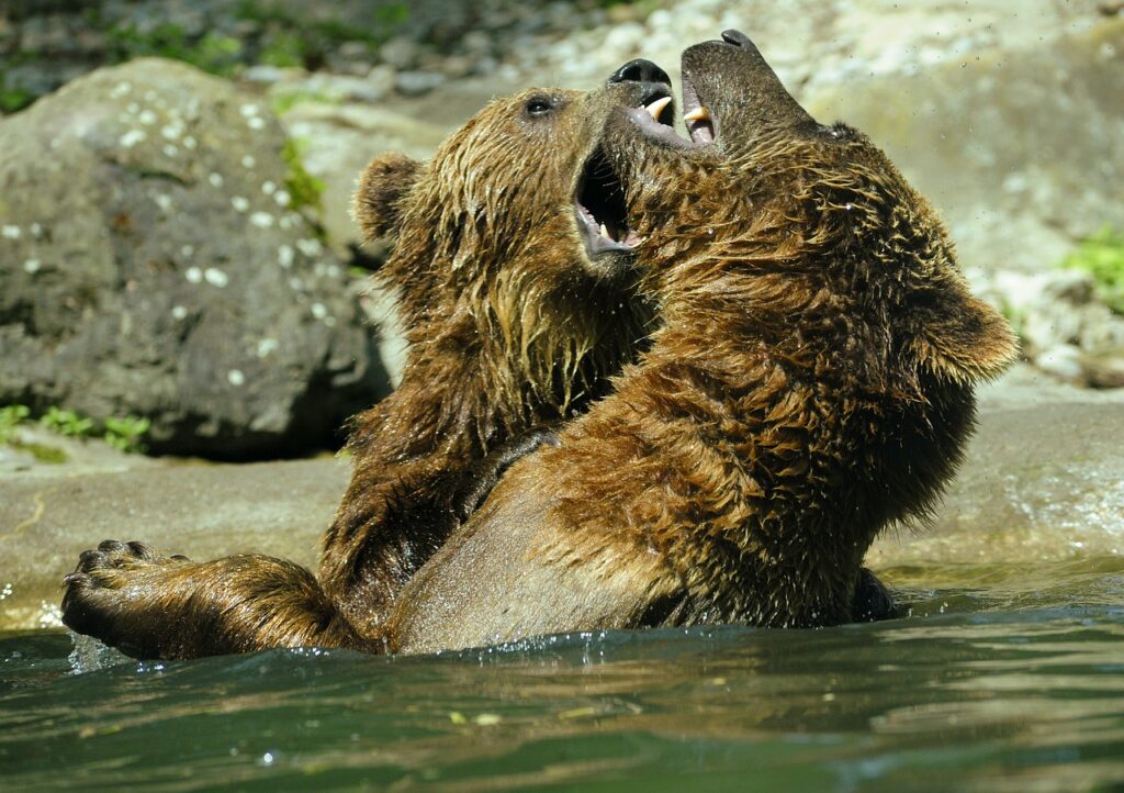 Bear Brown Bear Ursus Arctos Water  - hslergr1 / Pixabay
