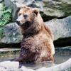 Bear Brown Kamchatka Mammal Animal  - veverkolog / Pixabay
