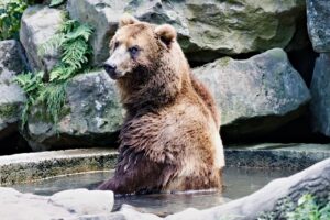 Bear Brown Kamchatka Mammal Animal  - veverkolog / Pixabay