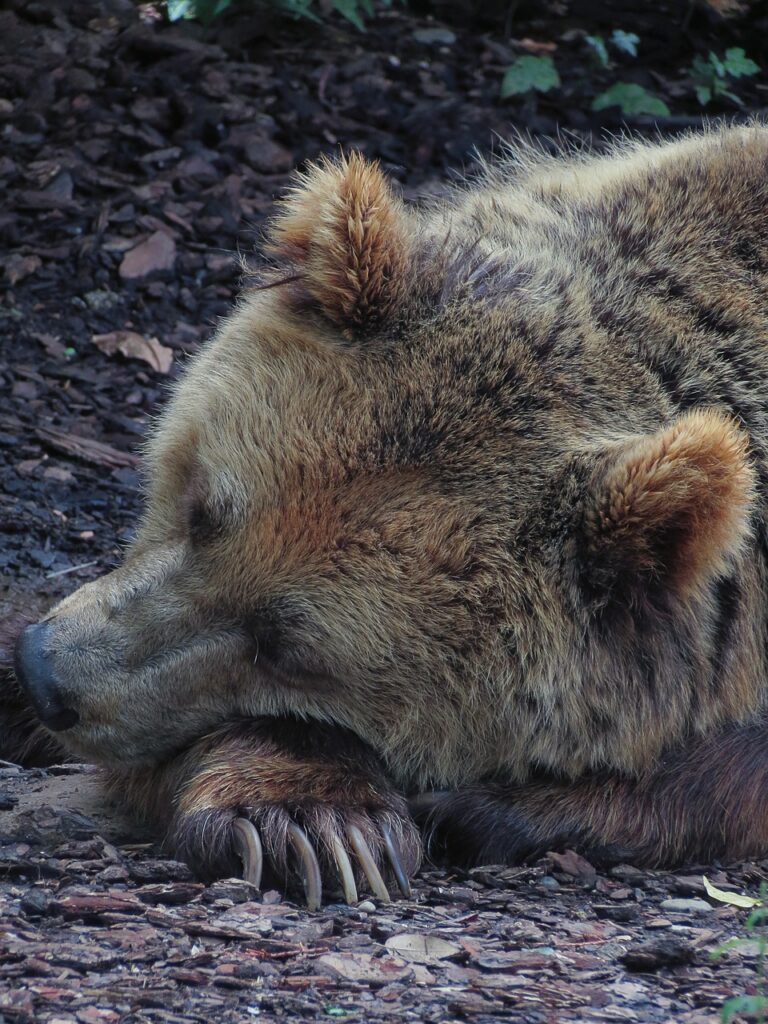 Bear Sleeping Bear Hibernating  - Pixamio / Pixabay