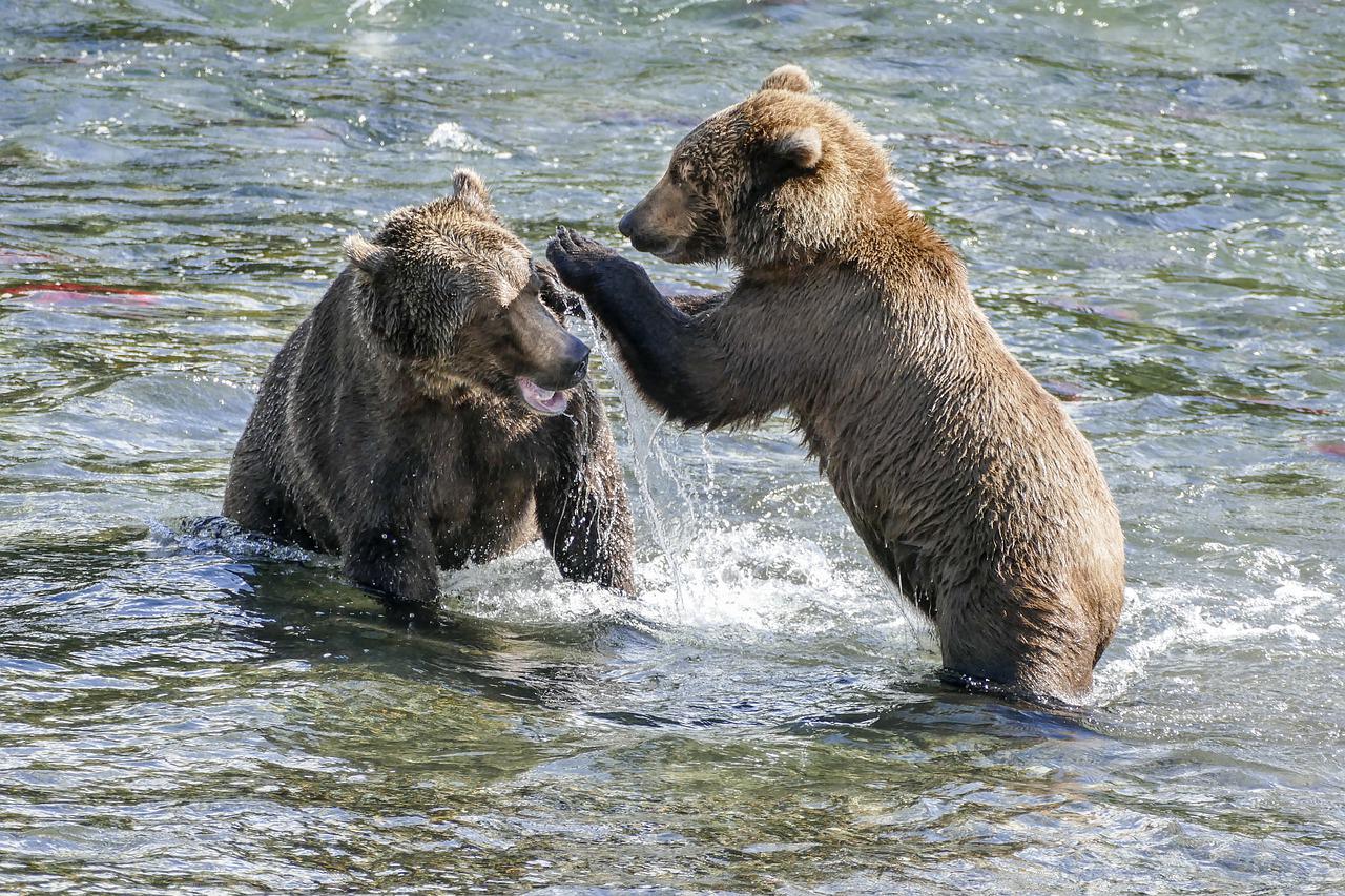 Bears Fighting Animals Kodiak Bear - Thache / Pixabay