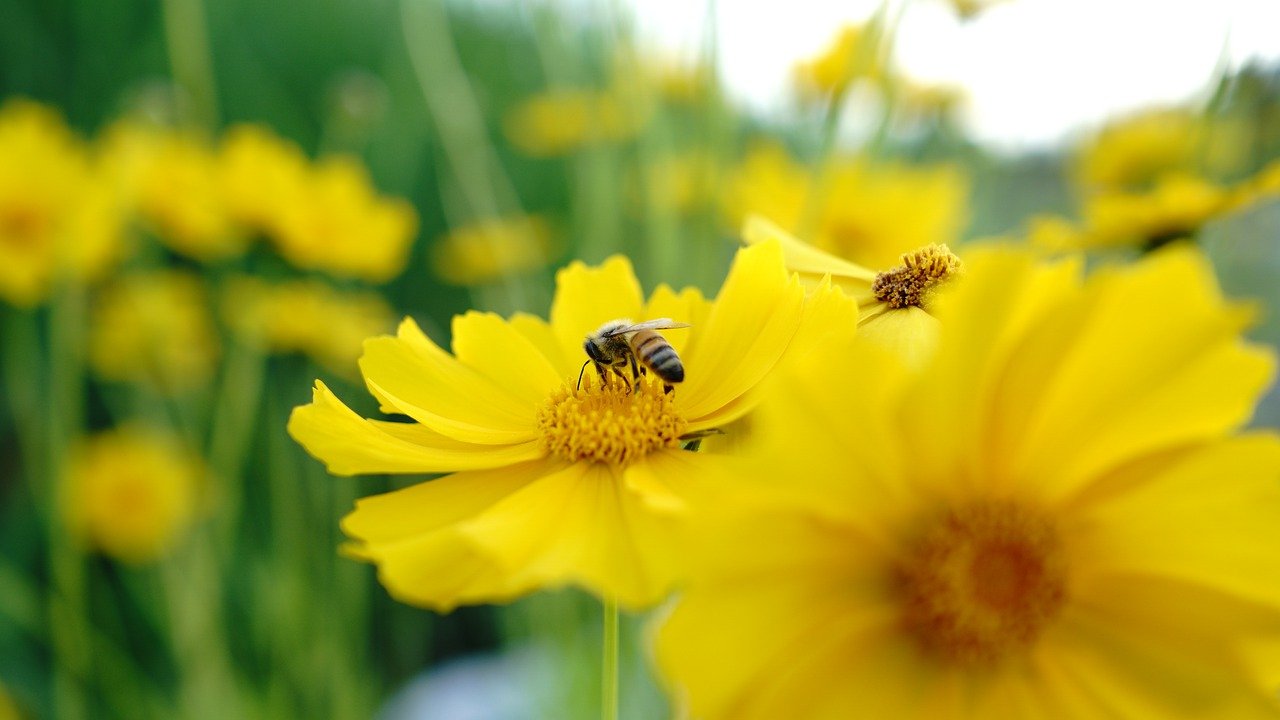 Bee Insect Pollinate Pollination  - anhhoi / Pixabay