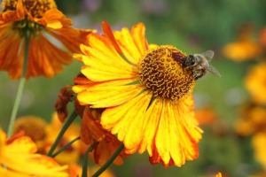Bee Insect Pollinate Pollination  - Nowaja / Pixabay