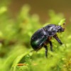 Beetle Insect Dung Beetle Biotope  - fotoblend / Pixabay