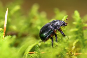 Beetle Insect Dung Beetle Biotope  - fotoblend / Pixabay