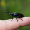 Beetle Insect Finger Black Beetle  - Nostago / Pixabay