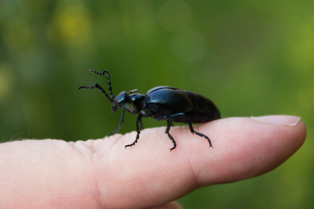 Beetle Insect Finger Black Beetle  - Nostago / Pixabay