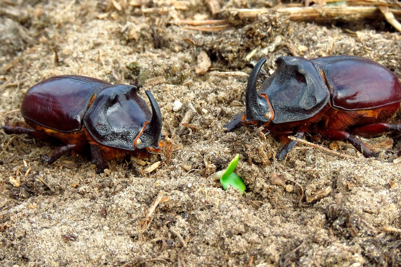 Beetles Beetle Rhino Insect Nature  - sergei_spas / Pixabay