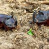 Beetles Beetle Rhino Insect Nature  - sergei_spas / Pixabay
