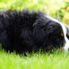 Bernese Mountain Dog Grass Dog  - Mylene2401 / Pixabay