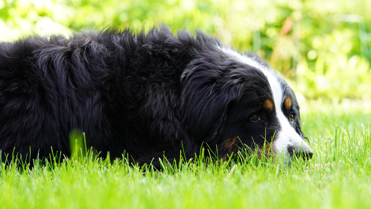 Bernese Mountain Dog Grass Dog - Mylene2401 / Pixabay