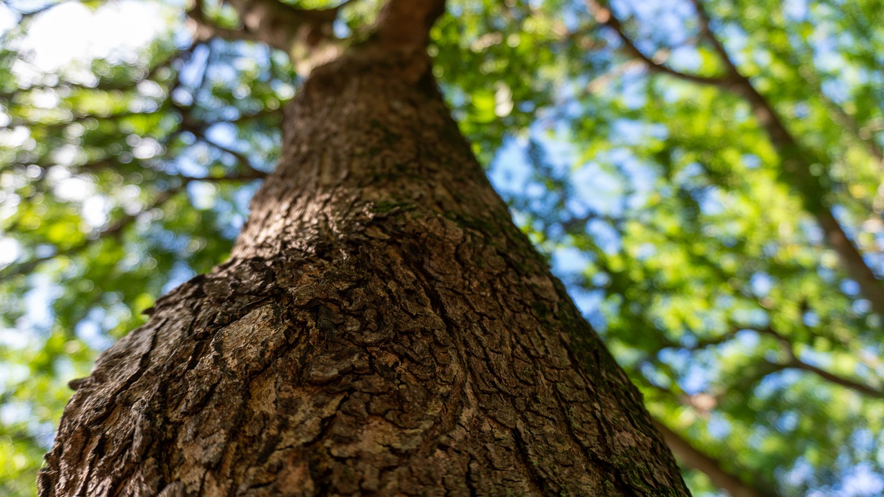 Big Tree Park Tree Bark Trunk  - lisbethfelix / Pixabay