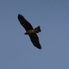 Bird Avian Kite Black Kite Soaring  - sarangib / Pixabay