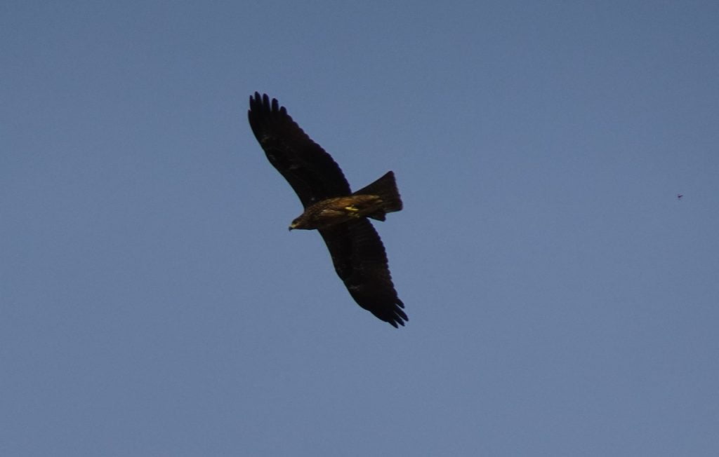 Bird Avian Kite Black Kite Soaring  - sarangib / Pixabay