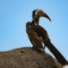 Bird Beak Yellow Beak Tok Hornbill  - josibo / Pixabay