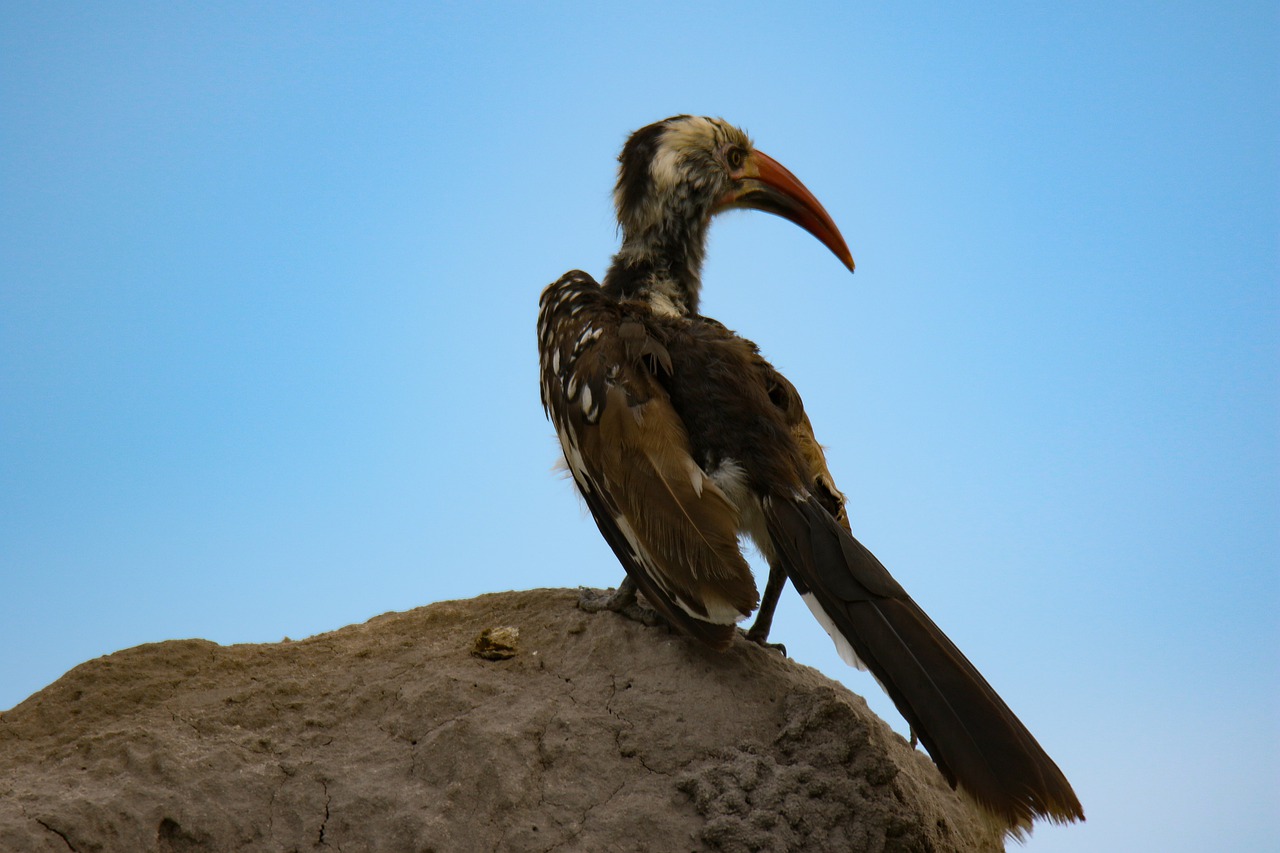 Bird Beak Yellow Beak Tok Hornbill - josibo / Pixabay