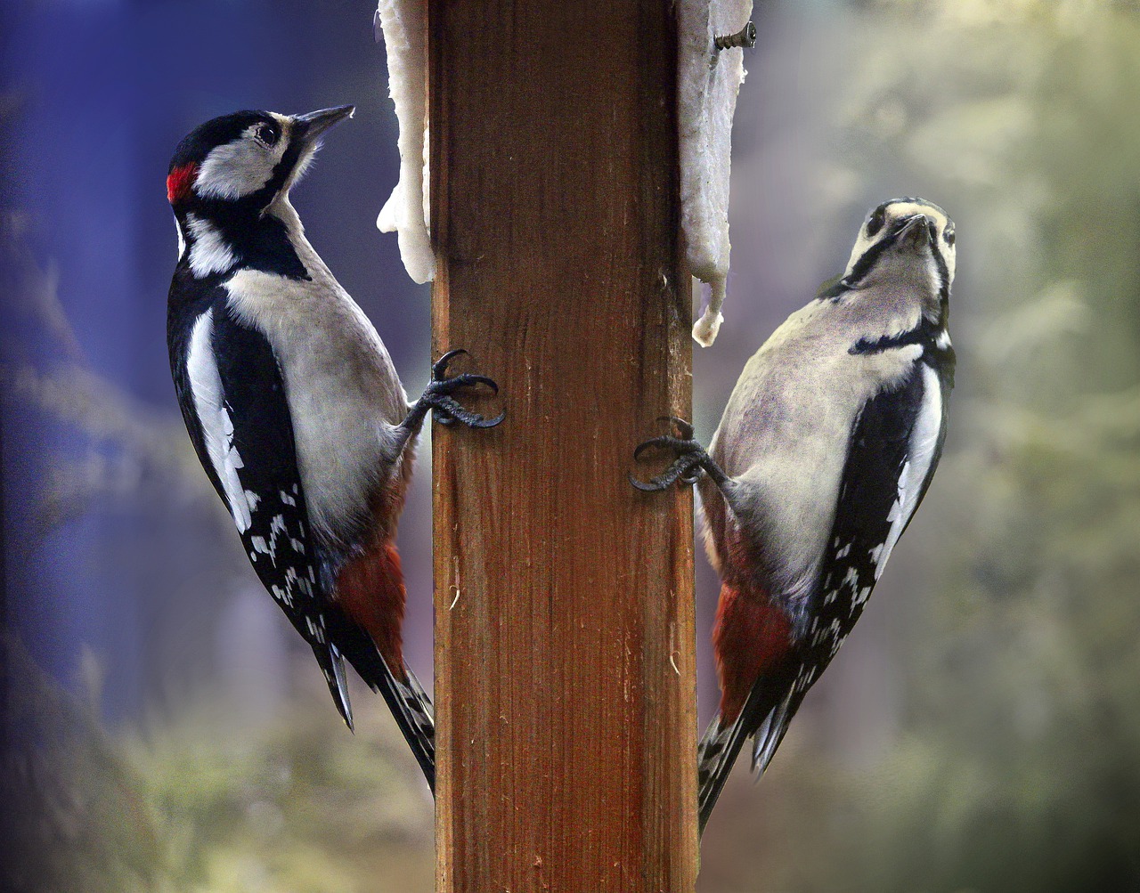 Bird Birds Woodpecker Large - Gab-Rysia / Pixabay