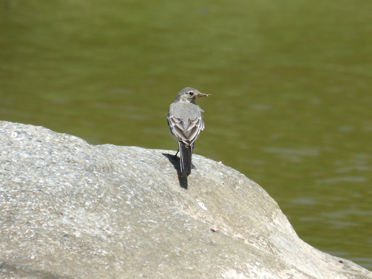 Bird Breeding White Wagtail  - makamuki0 / Pixabay