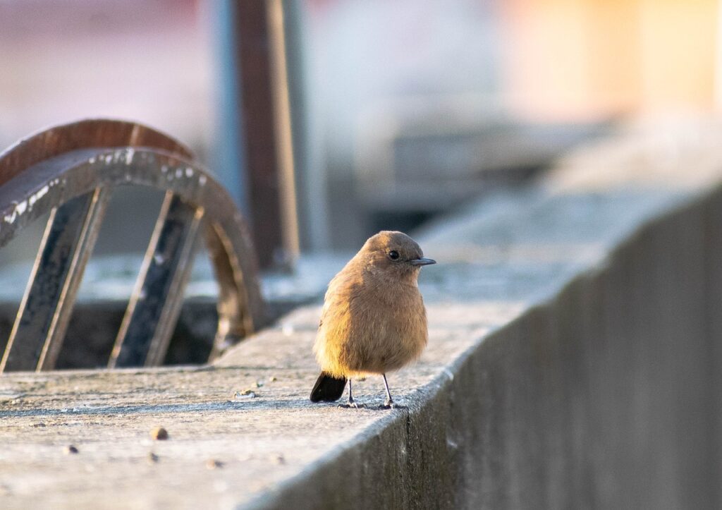 Bird Chick Animal Small Bird  - balouriarajesh / Pixabay