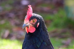 Bird Chicken Poultry Farm Yard Hen  - furbymama / Pixabay
