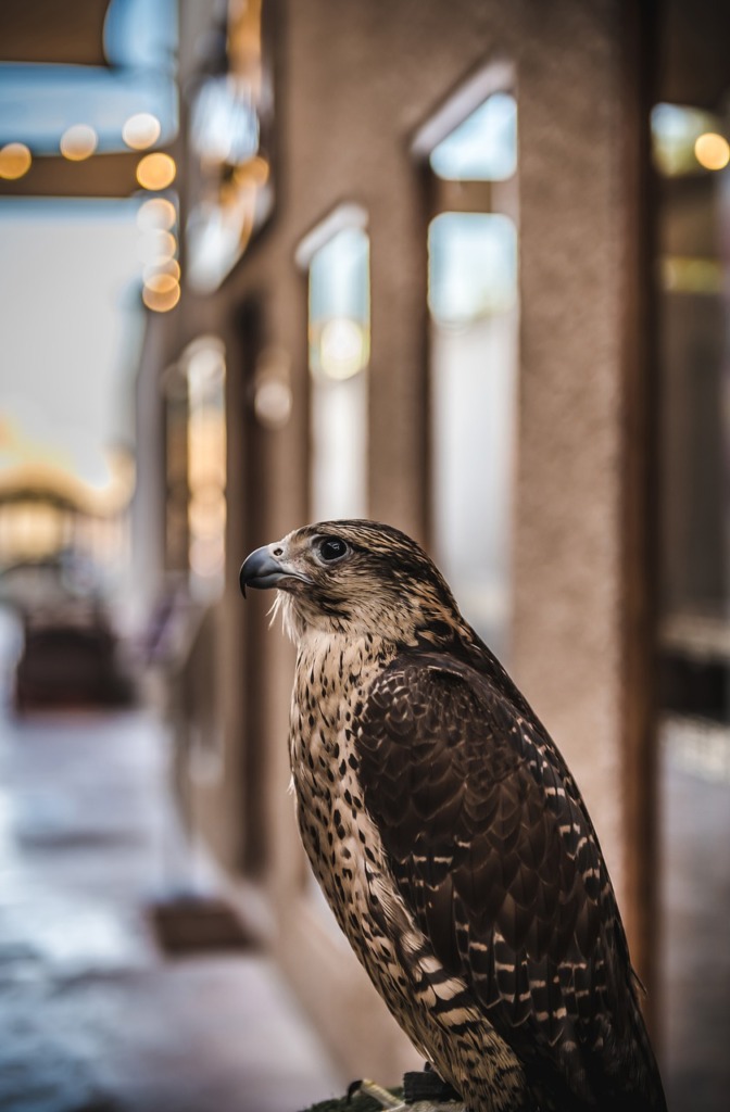 Bird Falcon Street City History  - Sangeeth_n / Pixabay