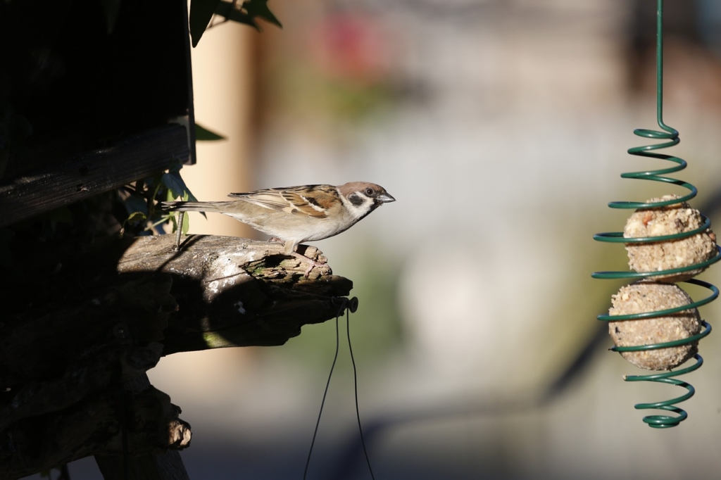 Bird Food Bird Feeder Perched  - schauhi / Pixabay