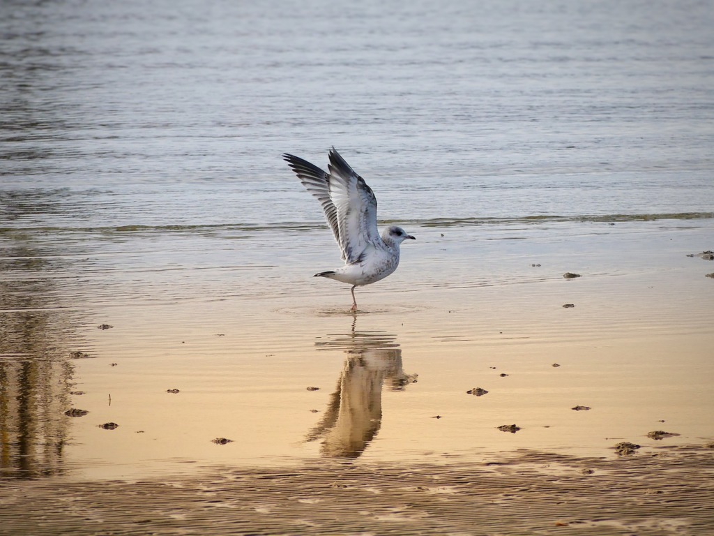 Bird Gull Ornithology Animal Sea  - cocoparisienne / Pixabay