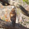Bird Hawk Raptor Branch Perched  - GeorgeB2 / Pixabay