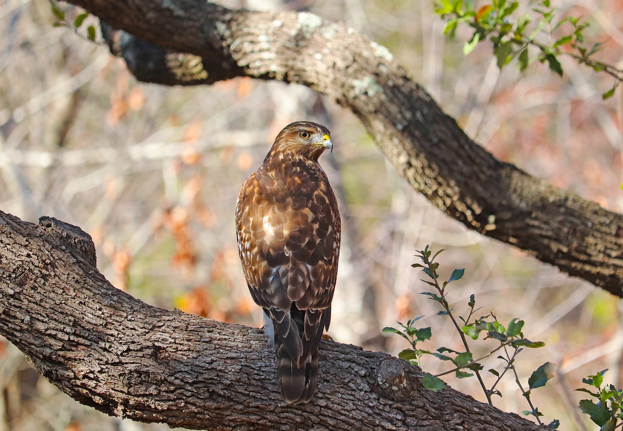 Bird Hawk Raptor Branch Perched  - GeorgeB2 / Pixabay