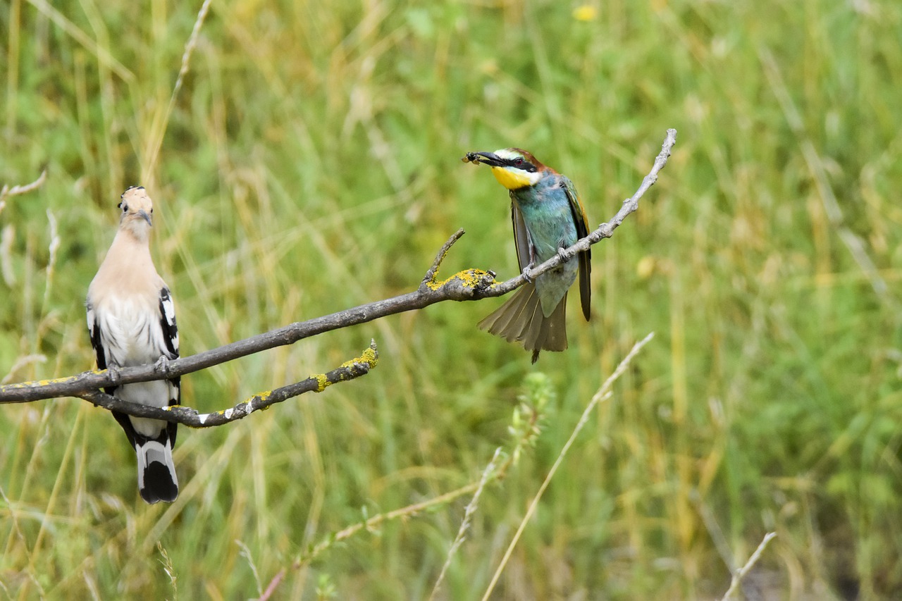 Bird Hoopoe Bee Eater Nature  - Krzysiek / Pixabay