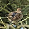 Bird House Sparrow Songbird Nature  - DavidReed / Pixabay
