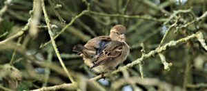 Bird House Sparrow Songbird Nature  - DavidReed / Pixabay