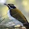 Bird Introduced Species Wildlife  - Meridy / Pixabay