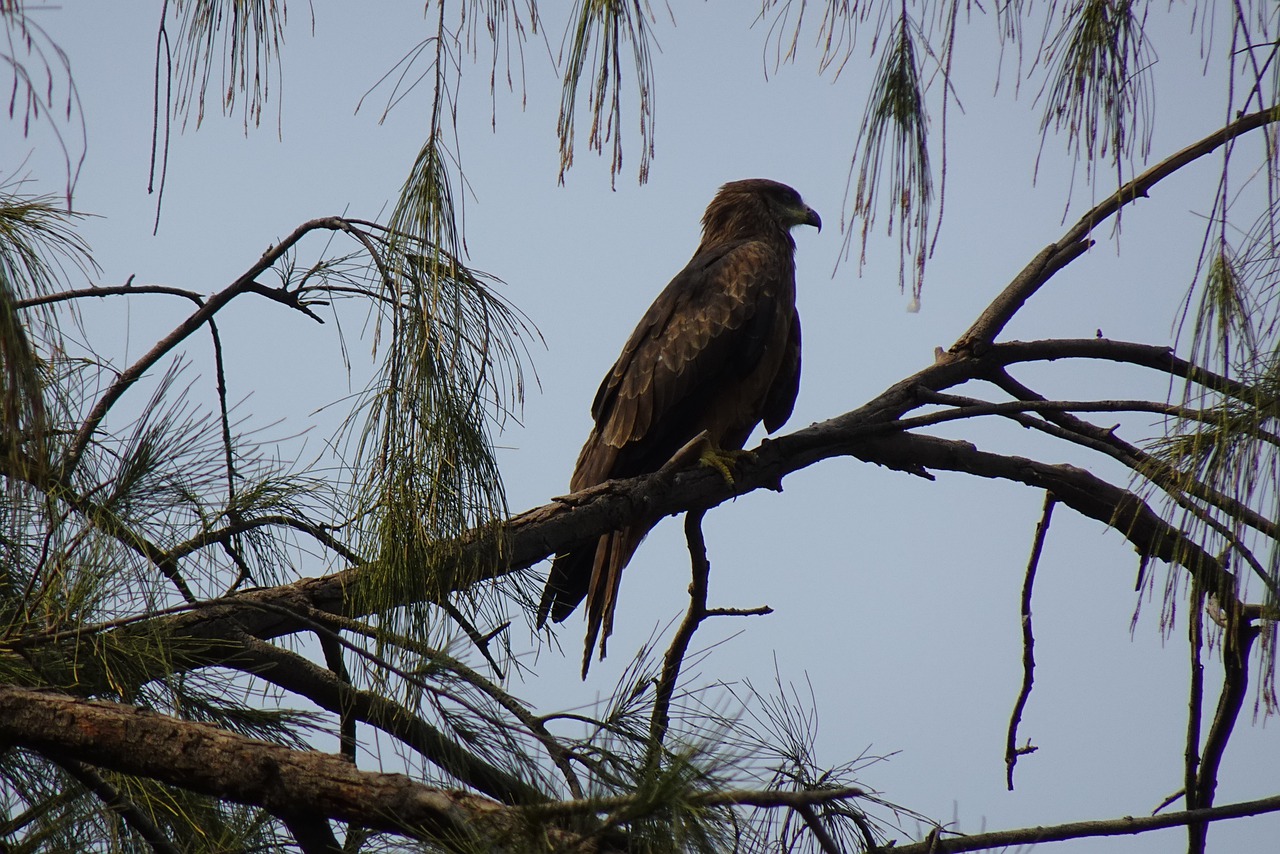 Bird Kite Tree Black Kite  - sarangib / Pixabay