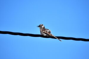 Bird Laid Back Animal Birds  - MateoGranado / Pixabay