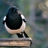 Bird Magpie Plumage Feathers Beak  - Vizetelly / Pixabay