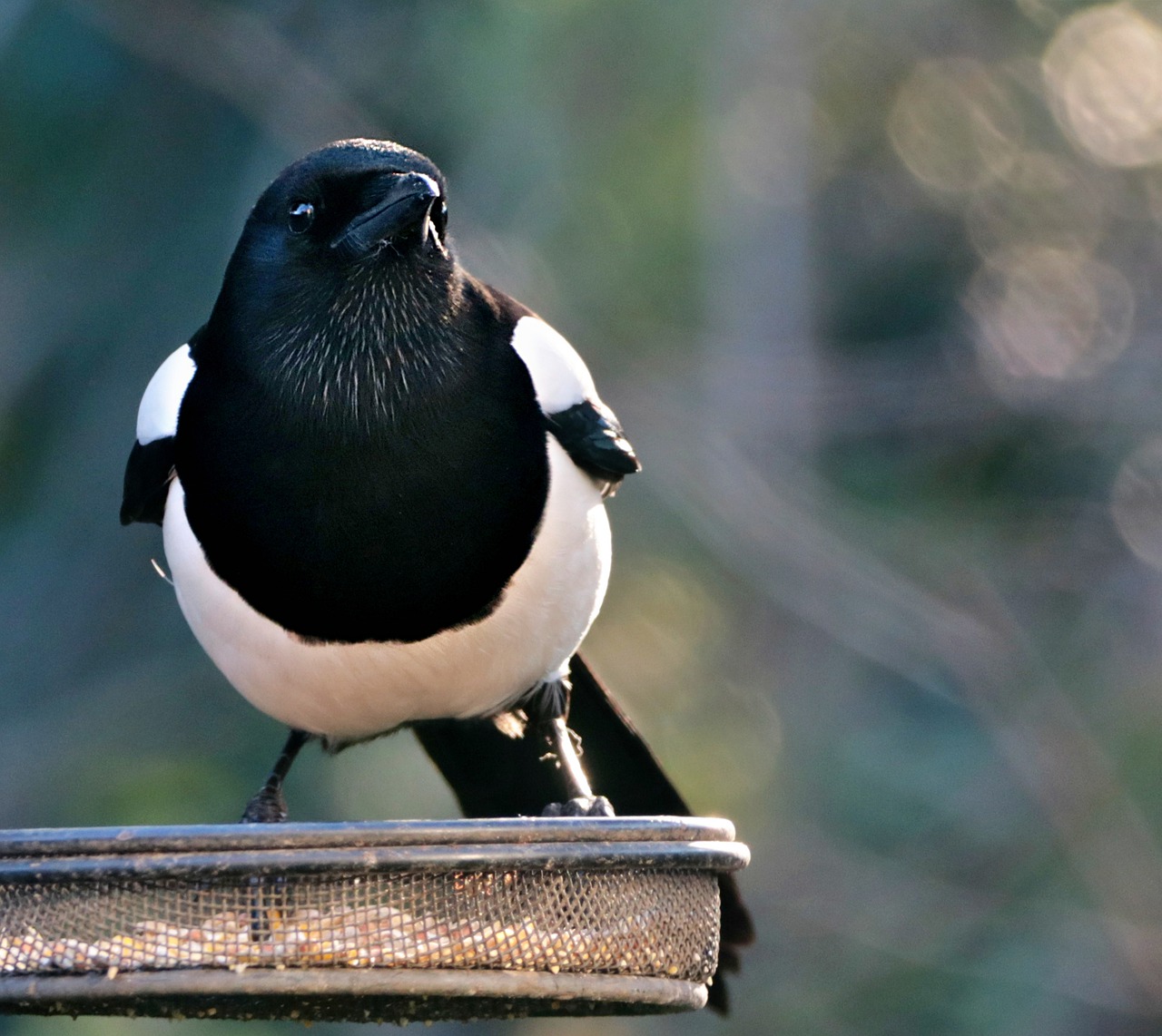 Bird Magpie Plumage Feathers Beak - Vizetelly / Pixabay