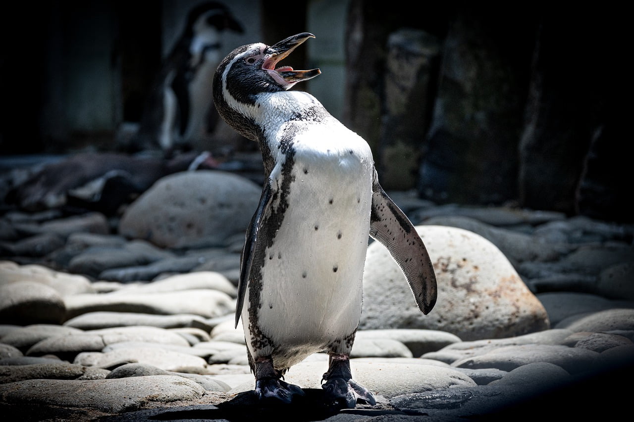 Bird Penguin Beak Feathers Plumage  - graabstein / Pixabay
