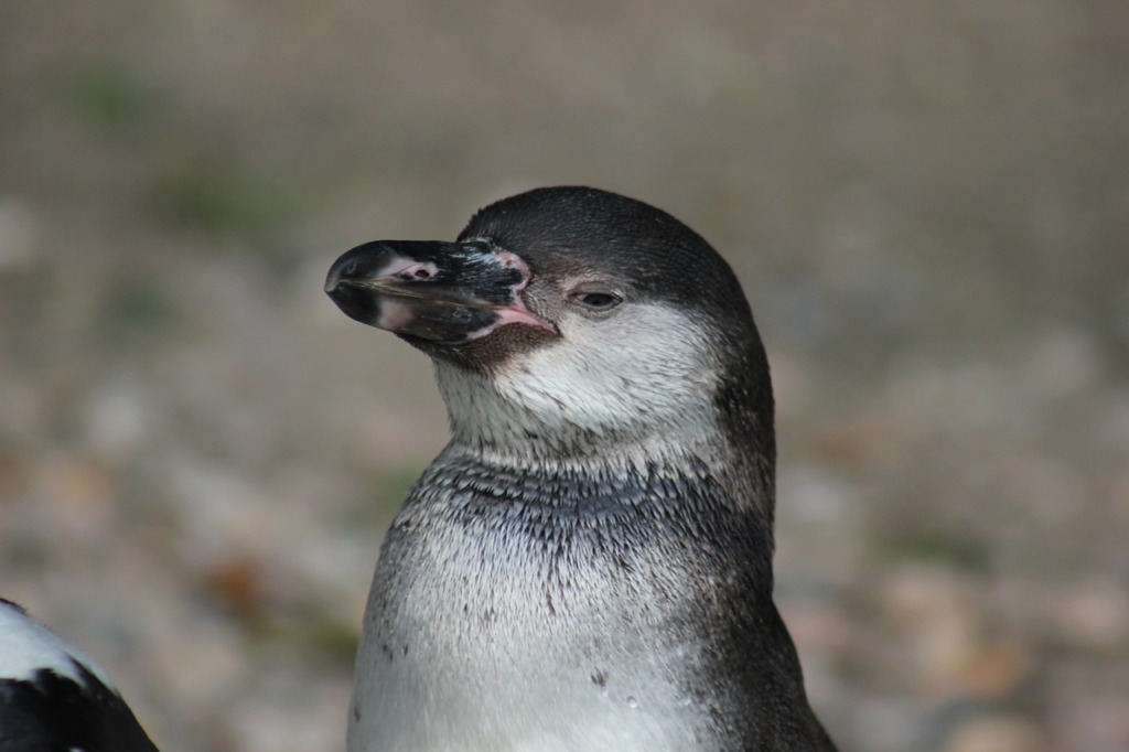 Bird Penguin Ornithology  - DominikRh / Pixabay