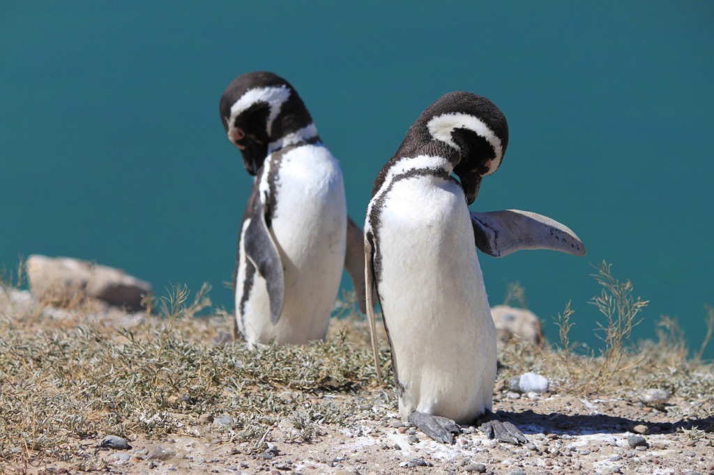 Bird Penguins Ornithology Animal  - JFHoffmann_Photo / Pixabay