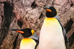 Bird Penguins Ornithology Species  - aiamkay / Pixabay