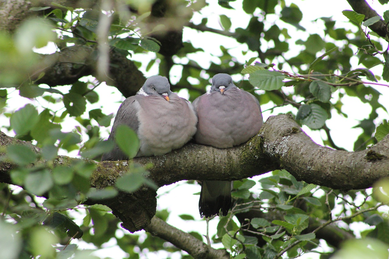Bird Pigeon Wood Pigeon Together  - bluebudgie / Pixabay