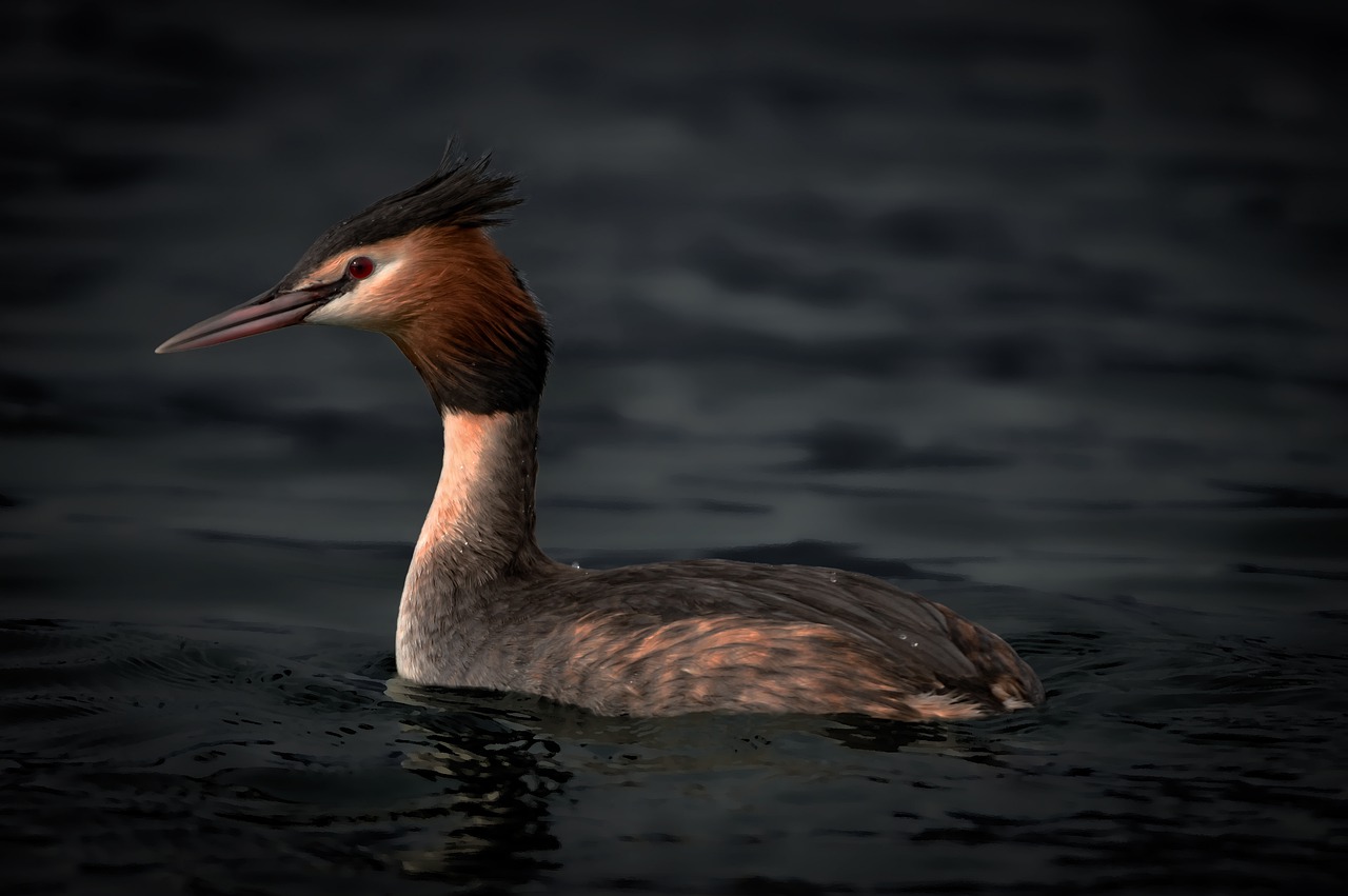 Bird Podiceps Cristalus Great Grebe  - luxber / Pixabay