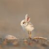 Bird Rabbit Hare Easter  - SarahRichterArt / Pixabay