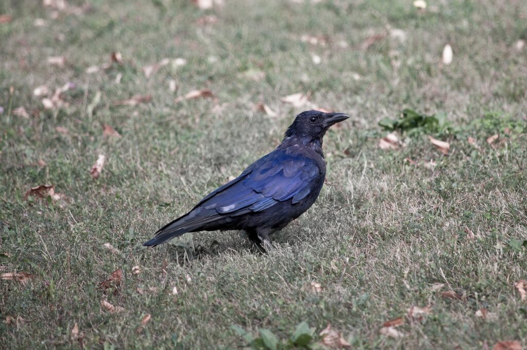 Bird Raven Crow Grass Genus Corvus  - athree23 / Pixabay