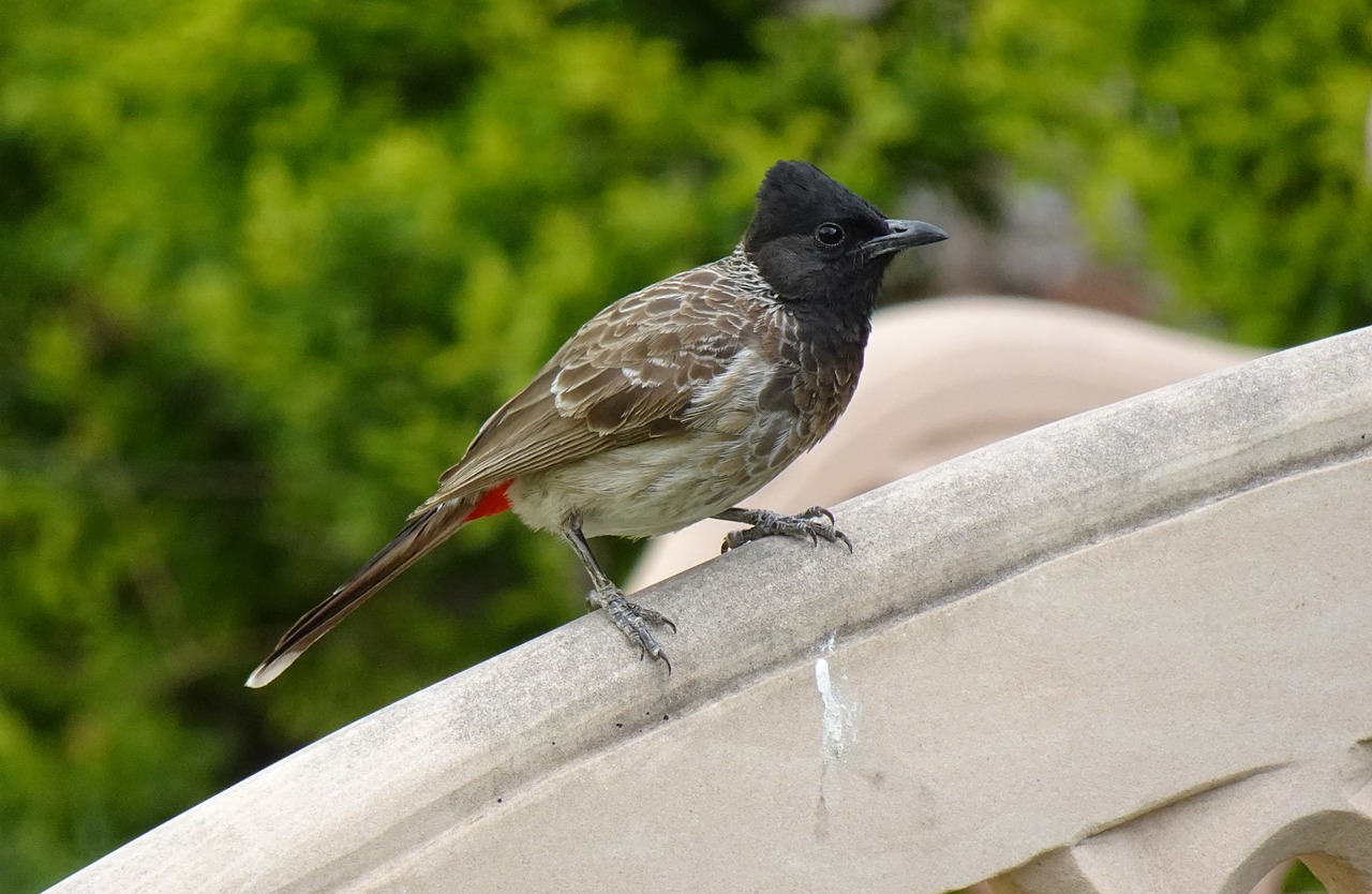 Bird Red Vented Bulbul  - sarangib / Pixabay