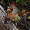 Bird Redbird Cardinal Songbird  - milesmoody / Pixabay