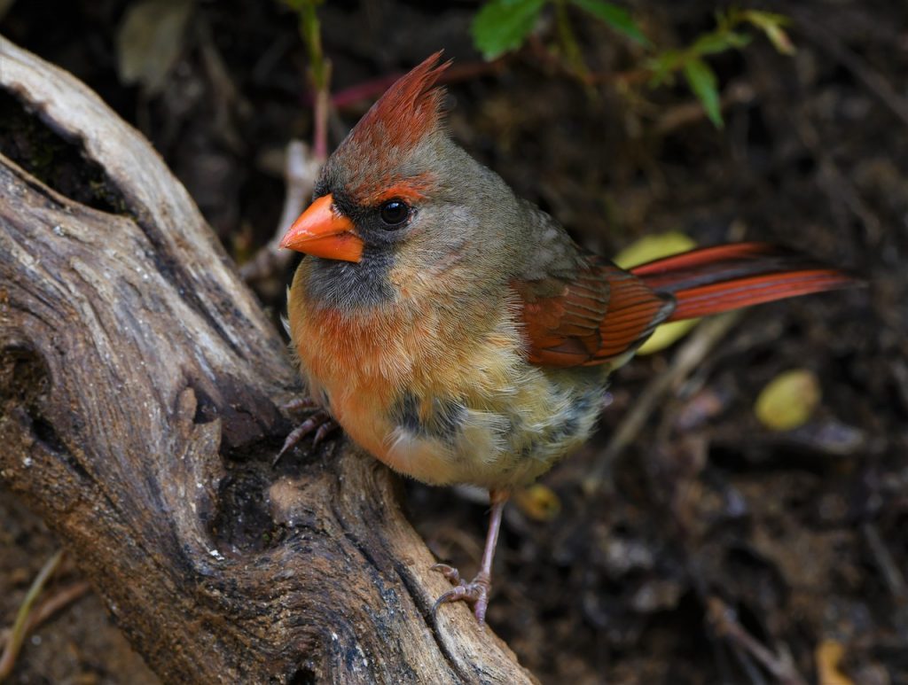 Bird Redbird Cardinal Songbird  - milesmoody / Pixabay